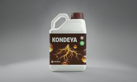 KONDEYA